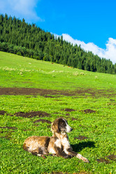 Similar image 12988829