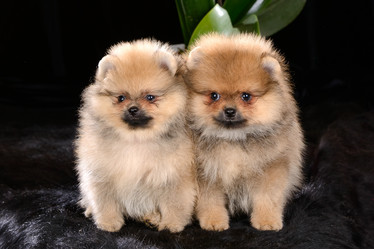 Similar image 12977455