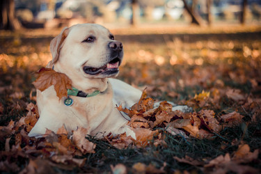 Similar image 12977472