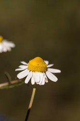 Similar image 12983366