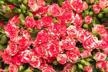 Similar image 12988635