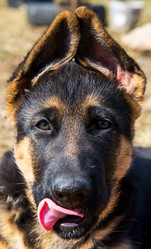 Similar image 12987415