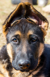 Similar image 12987416