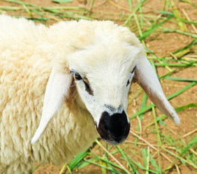 Similar image 12996069