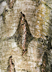 Similar image 12988331