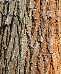 Similar image 12988332