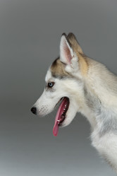 Similar image 13000393