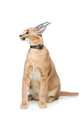 Similar image 13000427