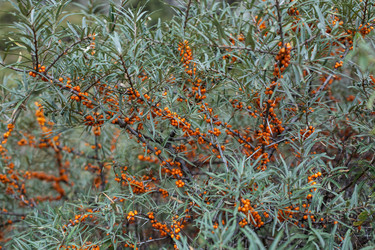 Similar image 12990132