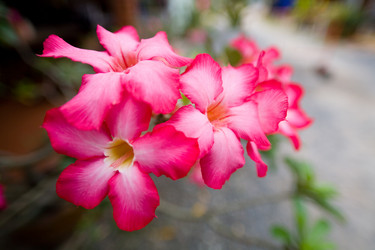 Similar image 12992142