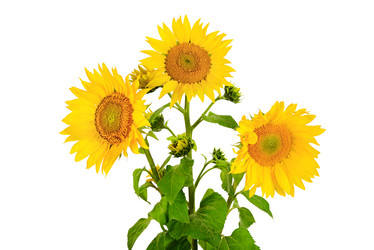 Similar image 12995481