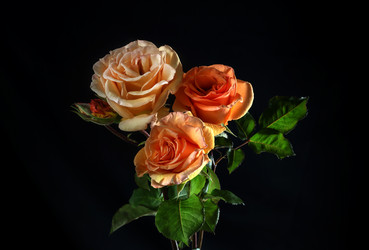 Similar image 12995593