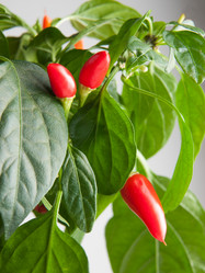 Similar image 12995550