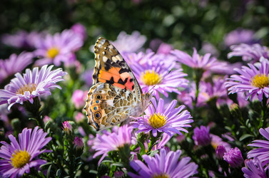 Similar image 12996209