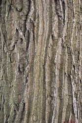 Similar image 12997144