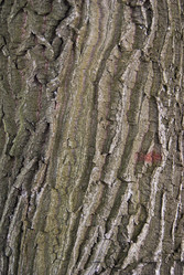 Similar image 12997145