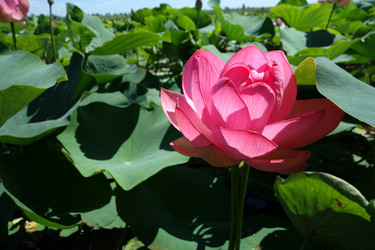 Similar image 12998430