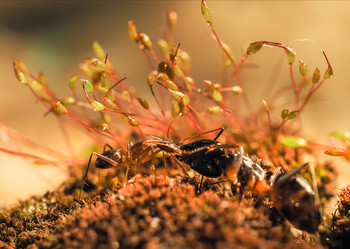 Similar image 12998919