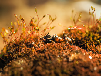 Similar image 13001146