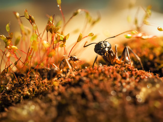 Similar image 13001148