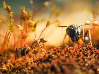 Similar image 13001149