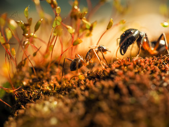 Similar image 13001154