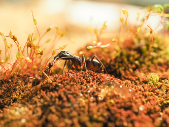 Similar image 13001155