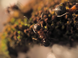 Similar image 13001158