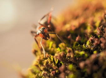 Similar image 13001160