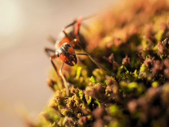 Similar image 13001161