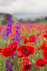 Similar image 13033731