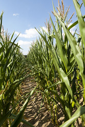 Similar image 13047431