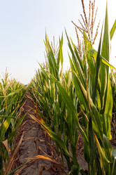 Similar image 13047666