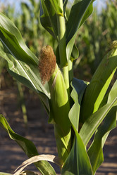 Similar image 13047773