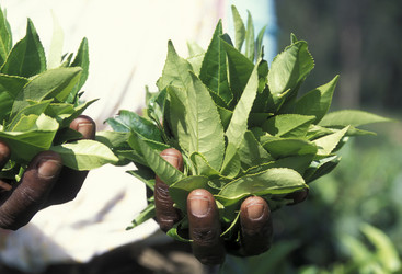 Similar image 13004798