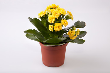 Similar image 13012365