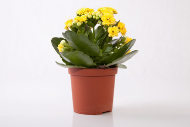 Similar image 13012385