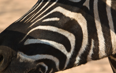 Similar image 13012370