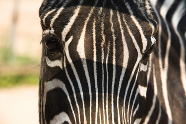 Similar image 13012371