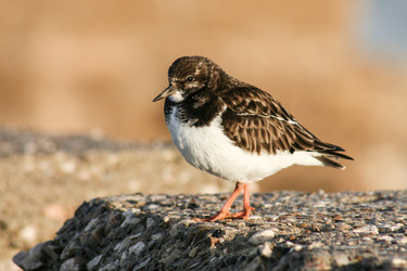 Similar image 13043559