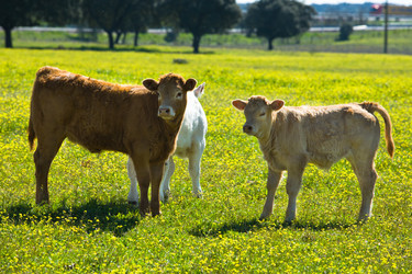 Similar image 13043567