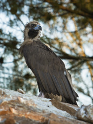 Similar image 13043591