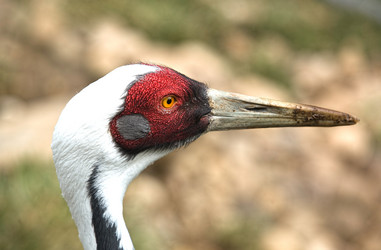 Similar image 13043672