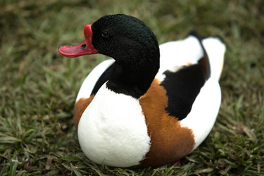 Similar image 13043674