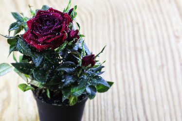 Similar image 13056206