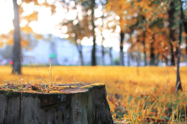 Similar image 13054241