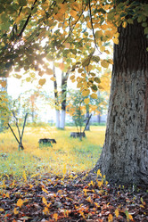 Similar image 13054282