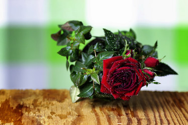 Similar image 13001721