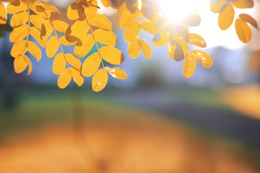 Similar image 13040261