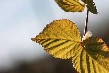 Similar image 13029355